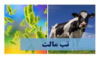 کاهش آمار ابتلا به تب مالت در همدان / هشدار درباره مصرف لبنیات غیرپاستوریزه